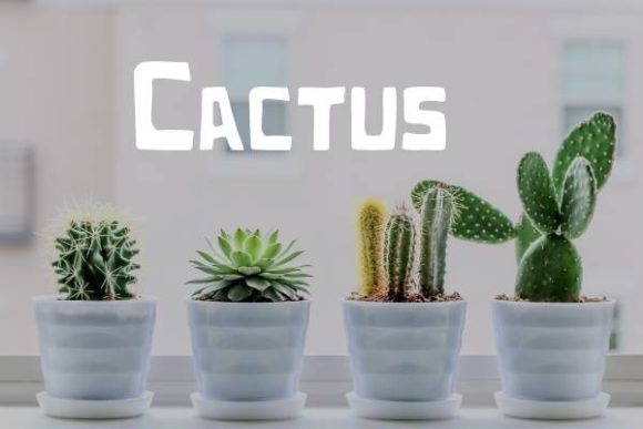 Cactus Font: The Bold Display Typeface for Modern Creators